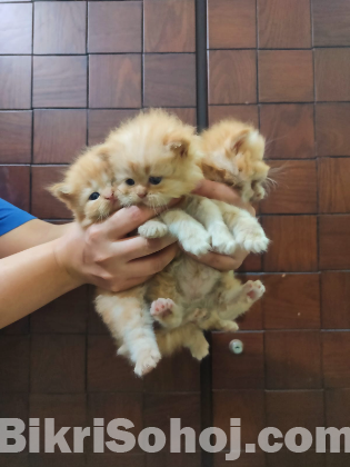 Traditional persian female kitten